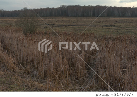 Reed thickets on a small boggy river in the evening. Evening landscape. Overcast weather. 81737977