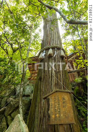 夏の三滝寺、天狗杉（広島県広島市） 81738911