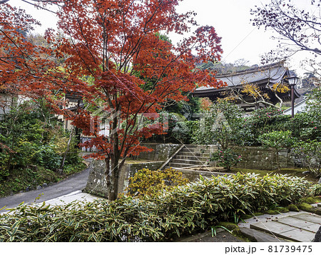 鎌倉・海蔵寺の紅葉 81739475