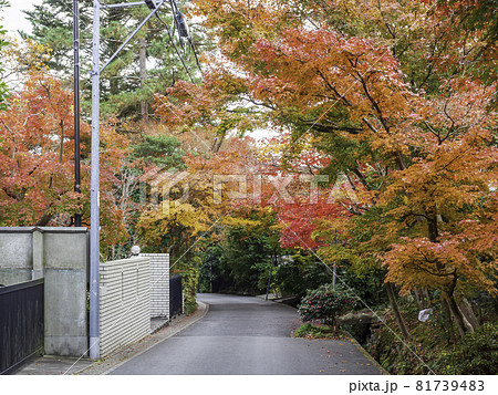 鎌倉・海蔵寺　参道の紅葉 81739483