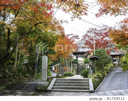鎌倉・海蔵寺の紅葉 鎌倉・海蔵寺の紅葉 81739512