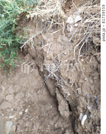 a large steppe spider on a web waiting for a victim 81739559