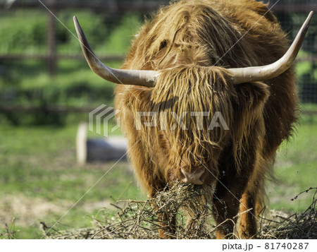 Highland, Scottish breed of rustic cattle. Furry cow eats hay in paddock. Farm animal grazes outdoors at summer. Highland, Scottish breed of rustic cattle. Furry cow eats hay in paddock. Farm animal grazes outdoors at summer. 81740287