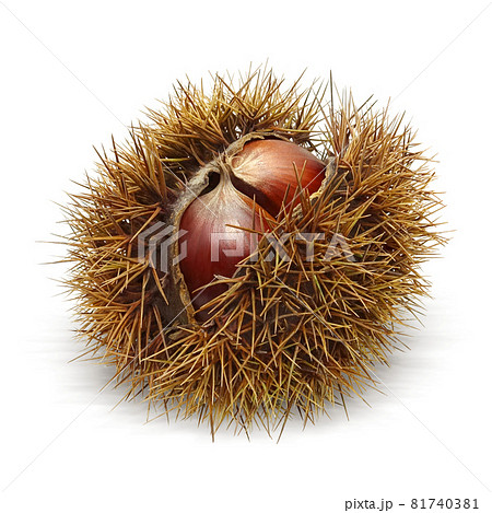毬栗 栗 いがぐり イラスト リアル 透過 影ありのイラスト素材