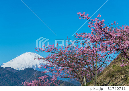 【松田町松田山、満開の河津桜と富士山】 【松田町松田山、満開の河津桜と富士山】 81740711