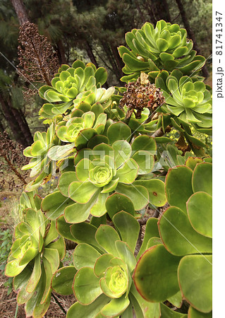 Bejeque, Caldera de Taburiente National Park, Canary Islands, Spain 81741347
