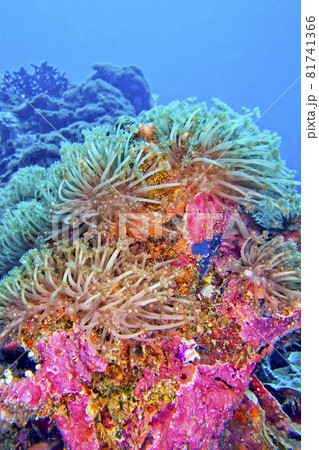Stony Coral, Bunaken National Marine Park, North Sulawesi, Indonesia 81741366