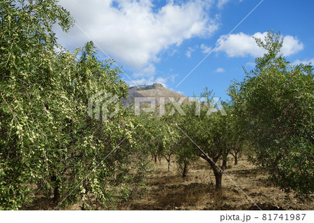 たわわに実るオリーブ 81741987