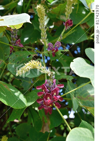 クズの花 クズの花 81742970