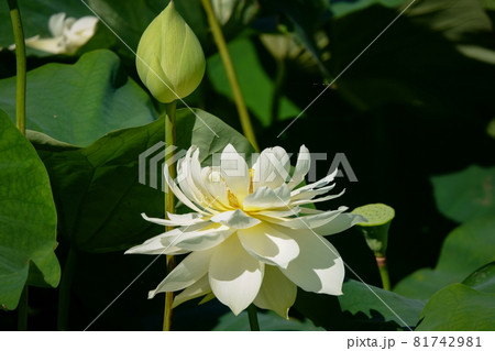 友誼牡丹（ゆうぎぼたん） 81742981