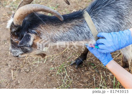 Veterinarian woman with syringe holding and injecting goat on ranch background. Young goat with vet hands, vaccination in natural eco farm. Animal care, modern livestock, ecological farming. Veterinarian woman with syringe holding and injecting goat on ranch background. Young goat with vet hands, vaccination in natural eco farm. Animal care, modern livestock, ecological farming. 81743015