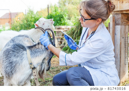 Young veterinarian woman with tablet computer examining goat on ranch background. Vet doctor check up goat in natural eco farm. Animal care and ecological livestock farming concept. Young veterinarian woman with tablet computer examining goat on ranch background. Vet doctor check up goat in natural eco farm. Animal care and ecological livestock farming concept. 81743016