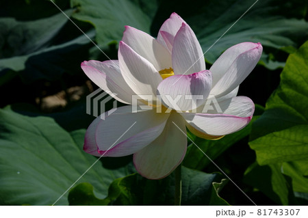 水妃蓮（すいひれん） 81743307