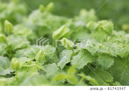 Closeup of buds on a creeping gloxinia plant 81743347
