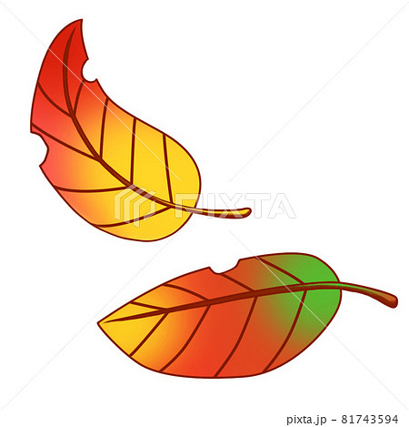 虫食いのある赤く紅葉した2枚の葉のイラストのイラスト素材 [81743594