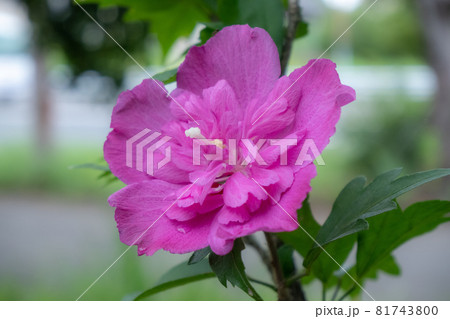 赤紫の大きな花ムクゲの写真素材