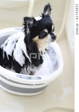 犬のシャンプー　トリミング　チワワ 81743835