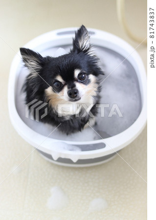犬のシャンプー トリミング チワワ 犬のシャンプー トリミング チワワ 81743837