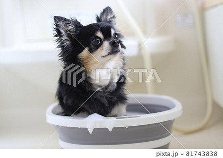 犬のシャンプー トリミング チワワ 犬のシャンプー トリミング チワワ 81743838