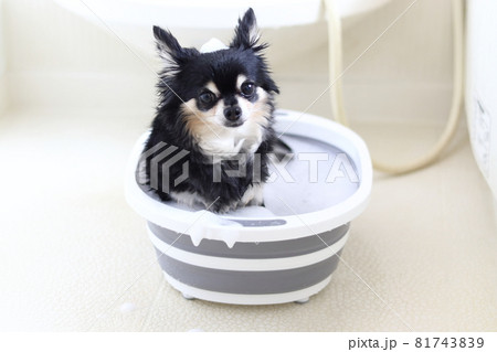 犬のシャンプー トリミング チワワ 犬のシャンプー トリミング チワワ 81743839