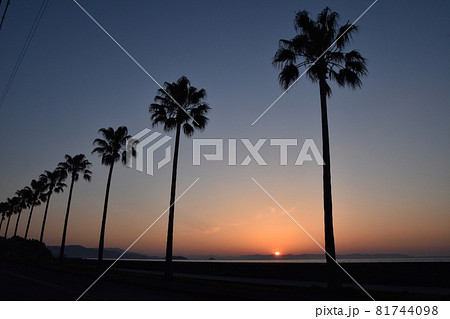 朝日と椰子の木 81744098