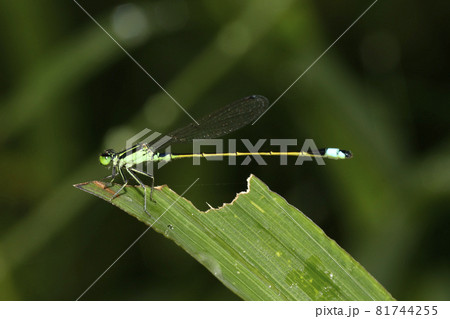 アオモンイトトンボ♂ アオモンイトトンボ♂ 81744255