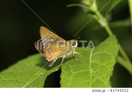 イチモンジセセリ 81744352