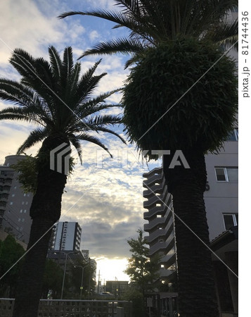 空がゆっくり青くなってきた、新しい一日の始まりです。 空がゆっくり青くなってきた、新しい一日の始まりです。 81744436
