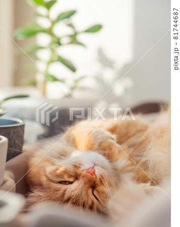 Cute ginger cat sleeps on window sill among flower pots with houseplants. Fluffy domestic animal near succulent Crassula plants. Cozy home lit with sunlight. 81744687