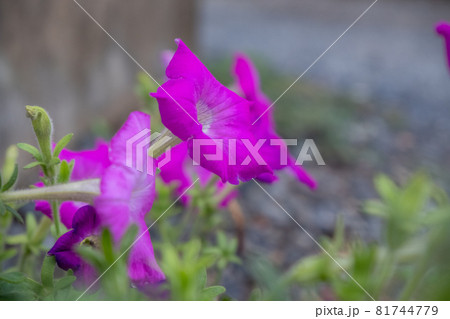 野生化しながら赤紫の花を咲かせるサフィニアの花 81744779