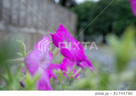 野生化しても赤紫の花を咲かせるサフィニアの花 野生化しても赤紫の花を咲かせるサフィニアの花 81744780