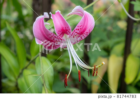 下向きに赤紫の花に白の縞入れたカノコユリ 81744783