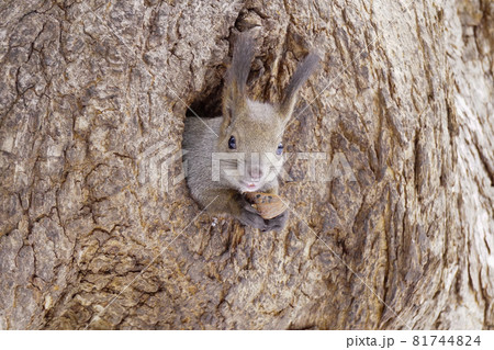 エゾリス　蝦夷栗鼠　北海道の動物 81744824