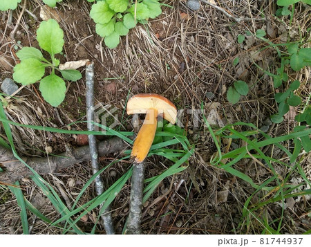チチタケ　食用きのこ　秋 81744937