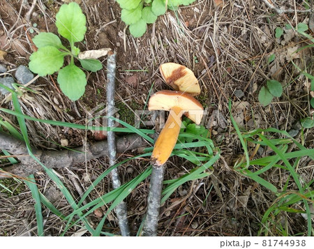 チチタケ　食用きのこ　秋 81744938