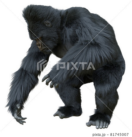 Black silver gorilla 3d illustration isolated on white Black silver gorilla 3d illustration isolated on white 81745007