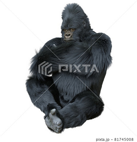 Black silver gorilla 3d illustration isolated on white Black silver gorilla 3d illustration isolated on white 81745008