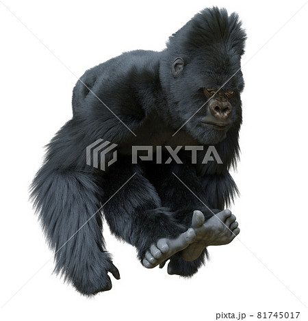 Black silver gorilla 3d illustration isolated on white Black silver gorilla 3d illustration isolated on white 81745017
