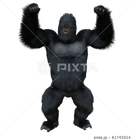 Black silver gorilla 3d illustration isolated on white 81745024