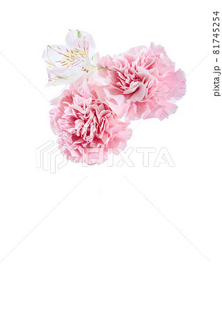 花束 カーネーション 花 贈り物 お礼 多年草 花束 カーネーション 花 贈り物 お礼 多年草 81745254