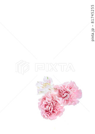 花束 カーネーション 花 贈り物 お礼 多年草 花束 カーネーション 花 贈り物 お礼 多年草 81745255