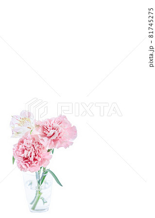 花束　カーネーション　花　贈り物　お礼　多年草 81745275
