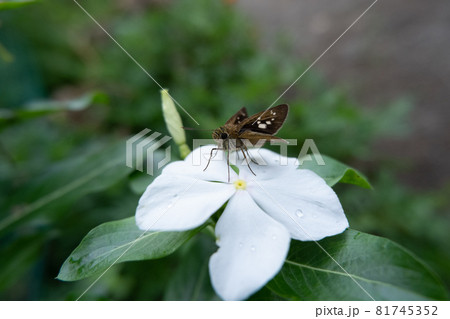 日々草の白い花の上で焦茶色のイチモンジセセリ 日々草の白い花の上で焦茶色のイチモンジセセリ 81745352