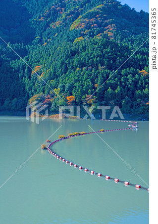 神流湖　下久保ダム　秋の風景　紅葉の季節　　 81745365