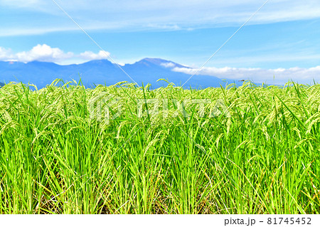 五郎兵衛新田より浅間山方面を望む(長野県佐久市)【2021.9】 81745452