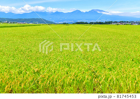 五郎兵衛新田より浅間山方面を望む(長野県佐久市)【2021.9】 五郎兵衛新田より浅間山方面を望む(長野県佐久市)【2021.9】 81745453