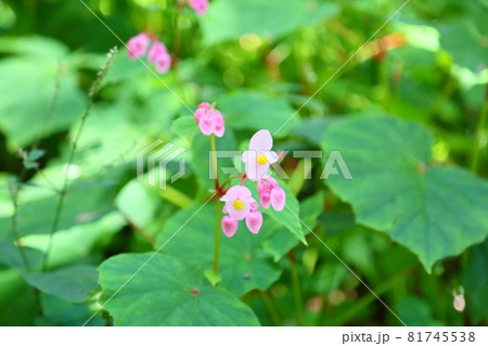 シユウカイドウの花 シユウカイドウの花 81745538