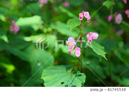 シユウカイドウの花 シユウカイドウの花 81745539