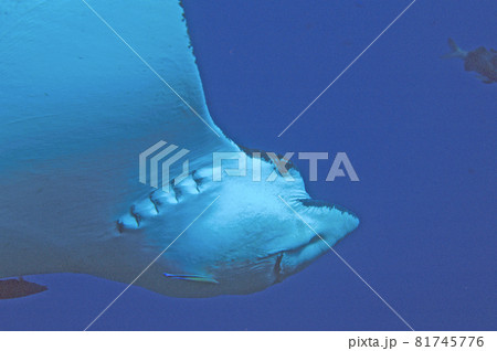 海を泳ぐマダラトビエイのアップ 海を泳ぐマダラトビエイのアップ 81745776