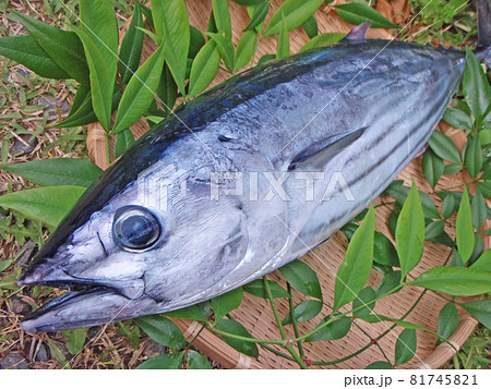 活きの良いカツオ 活きの良いカツオ 81745821
